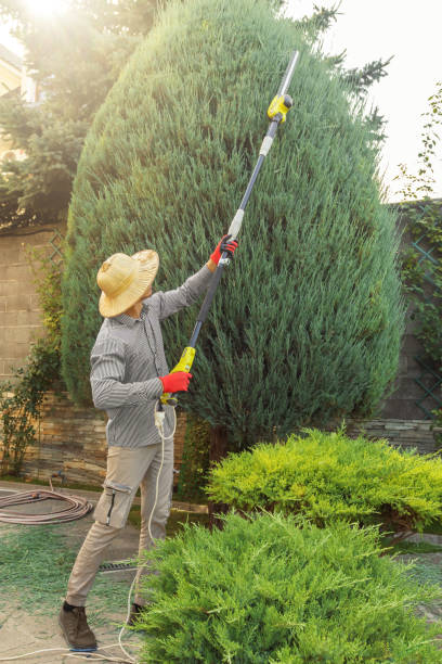 Reliable La Mesa, CA Tree Removal and Landscaping Services Solutions